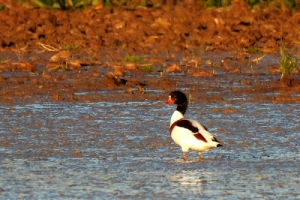 Tarro blanco, Tadorna tadorna. Common shelduck.